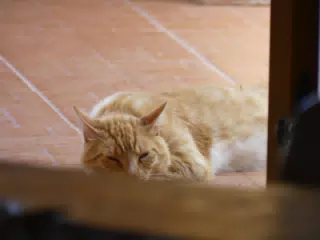 Cat in Aptera Apartment