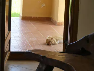 Cat in Aptera Apartment