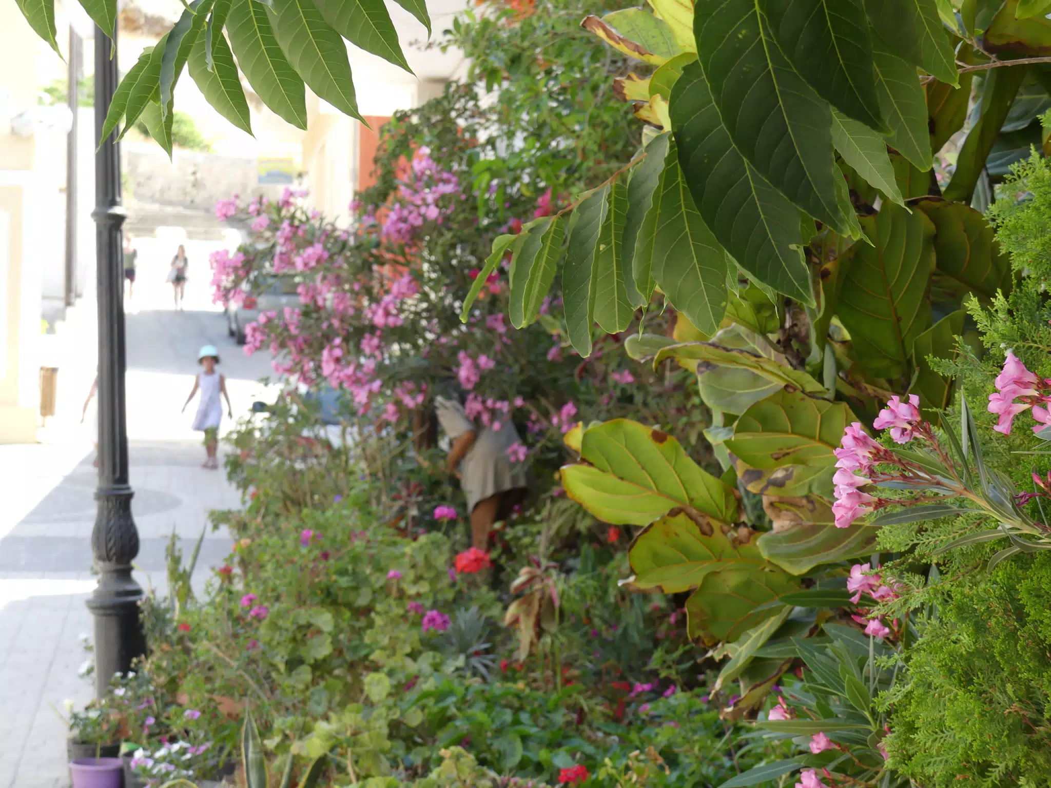 Flowers in Paleochora
