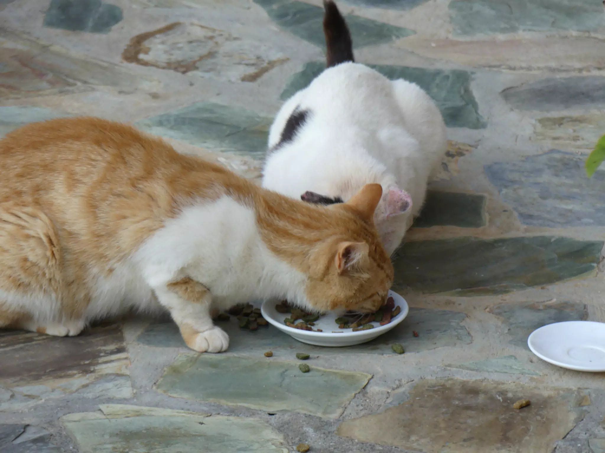 Cats at Aptera Apartment