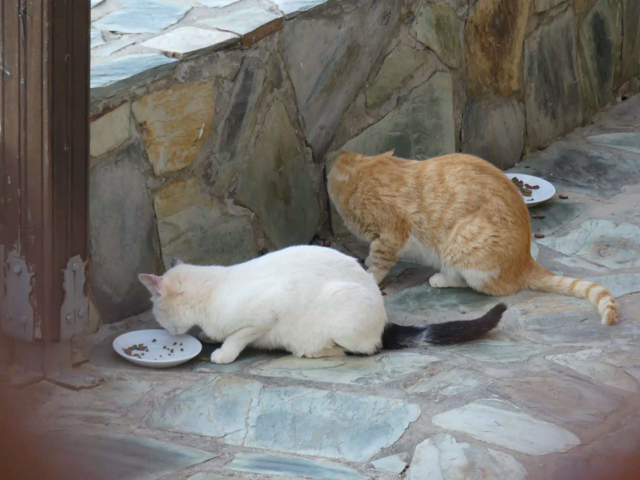 Cats in Aptera Back Yard