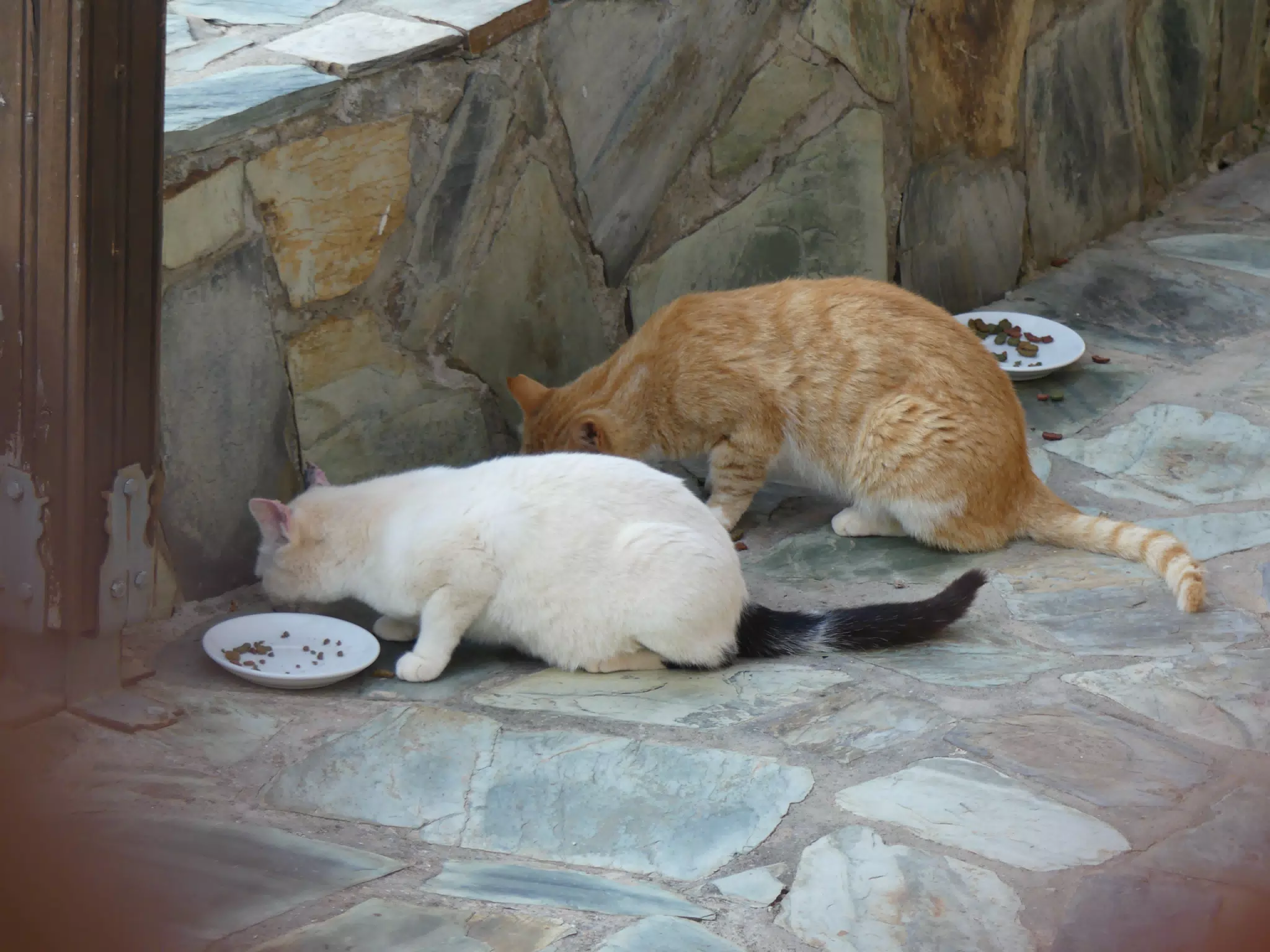 Cats at Our Aptera Apartment