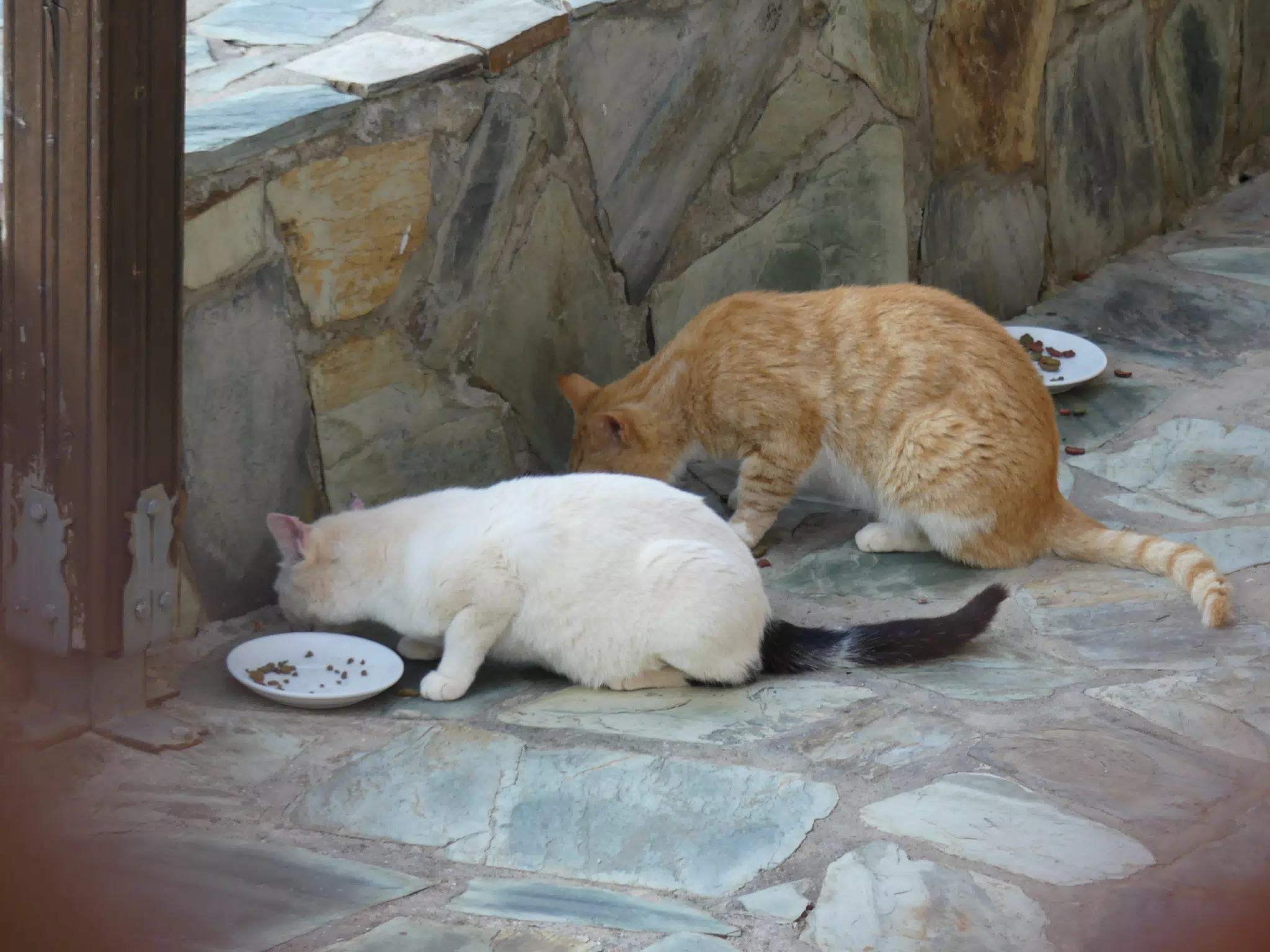 Cats at Aptera Apartment