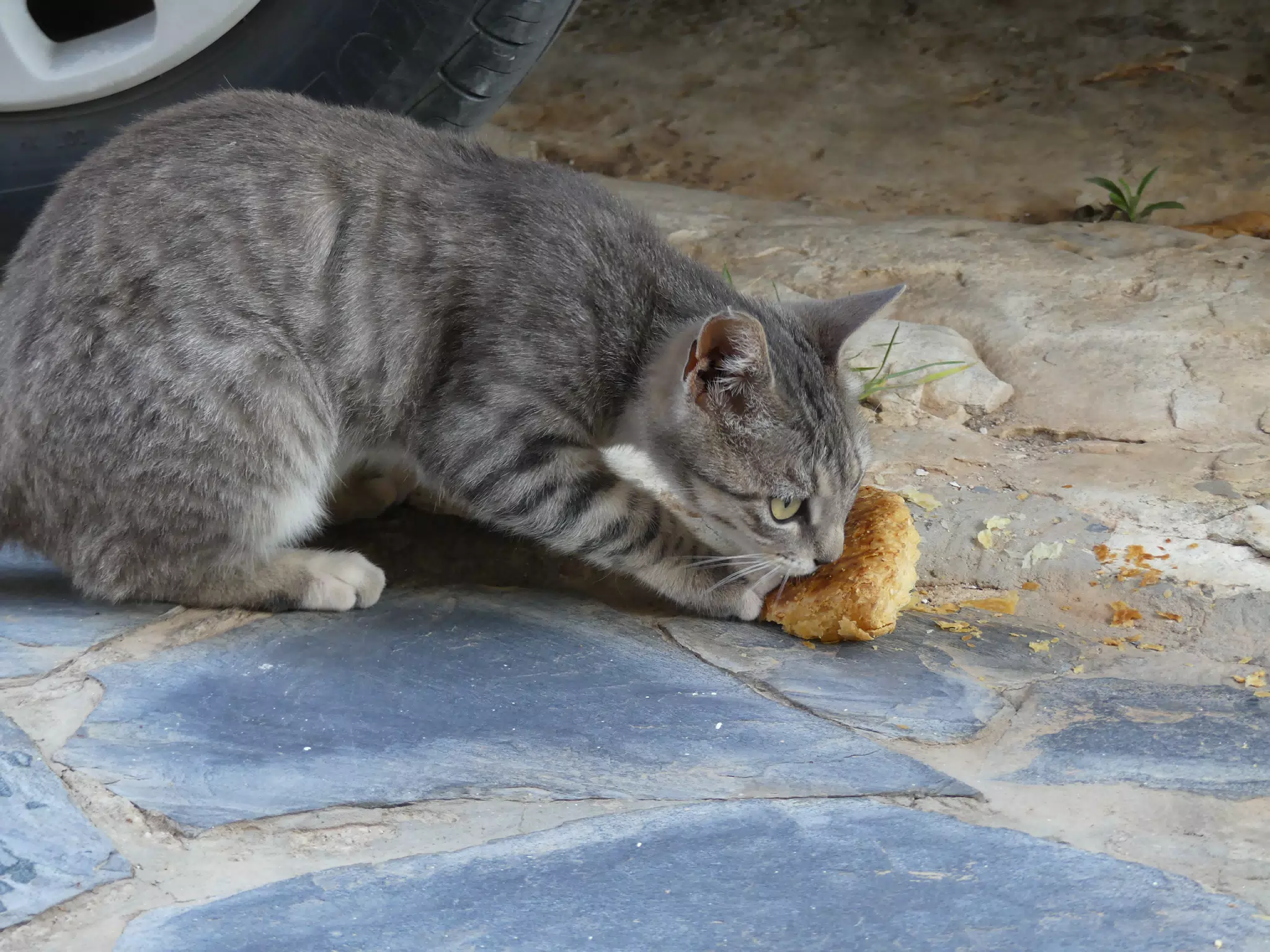 Cat Stole Food from Our Apartment