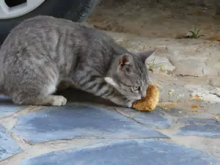 Cat Stole Food from Our Apartment