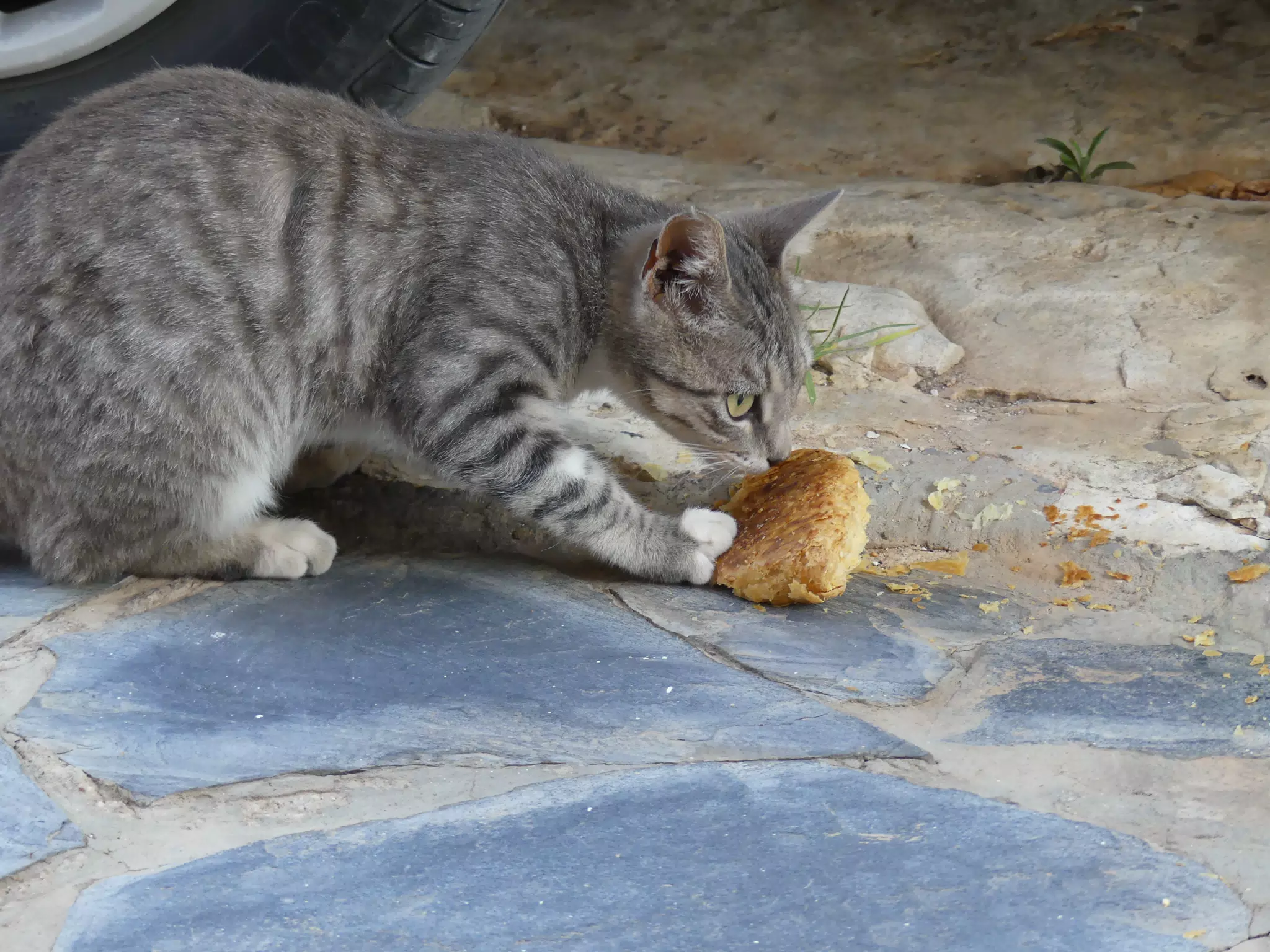 Cat with Stolen Bakery Items in Aptera