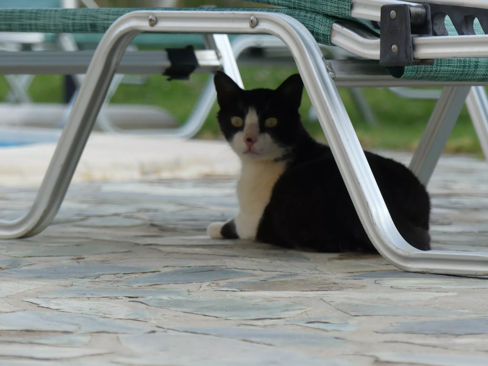 Cat by the Pool in Aptera