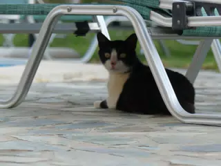 Cat by the Pool in Aptera