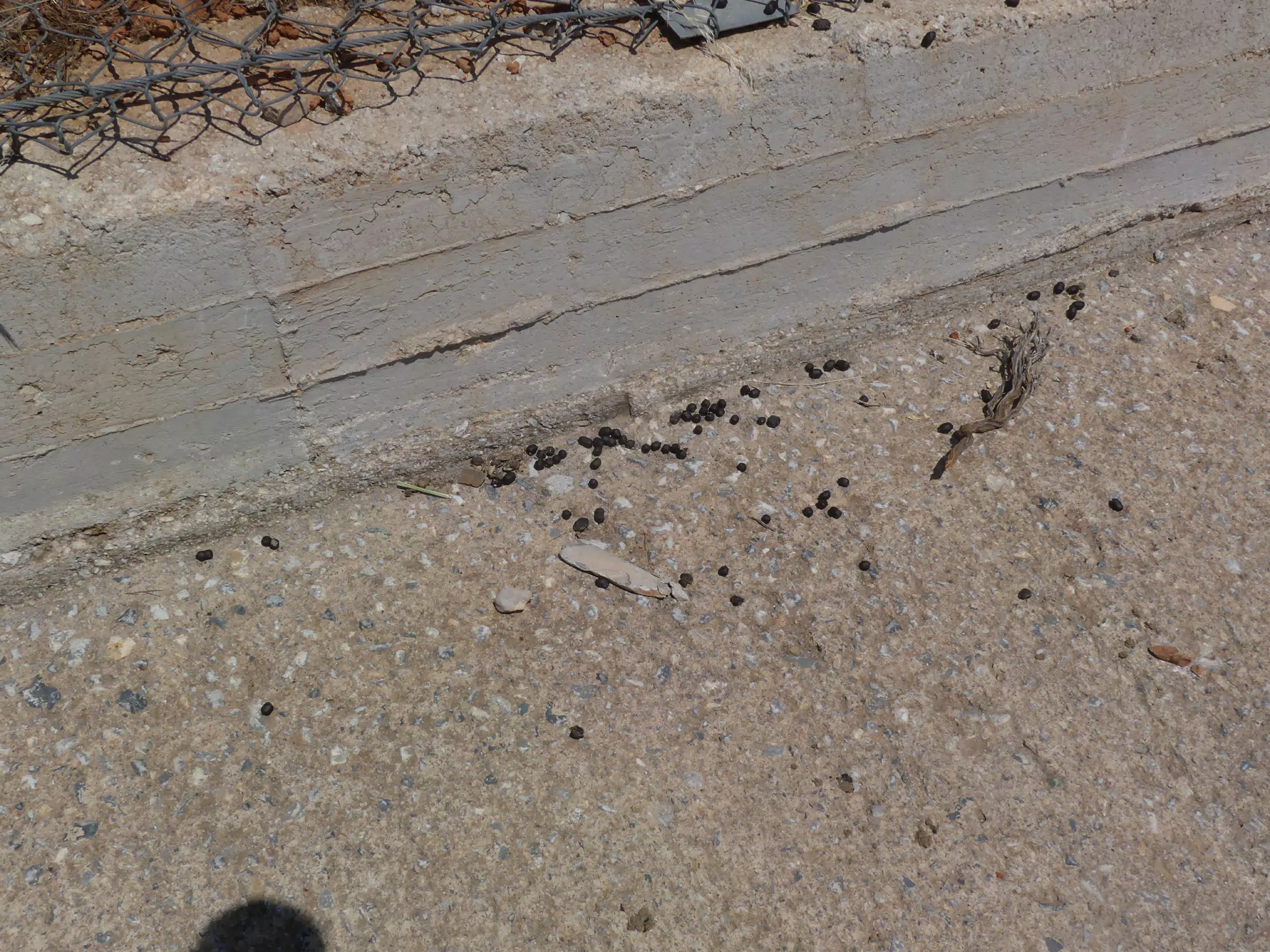 Goat Poop