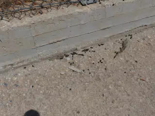 Goat Poop