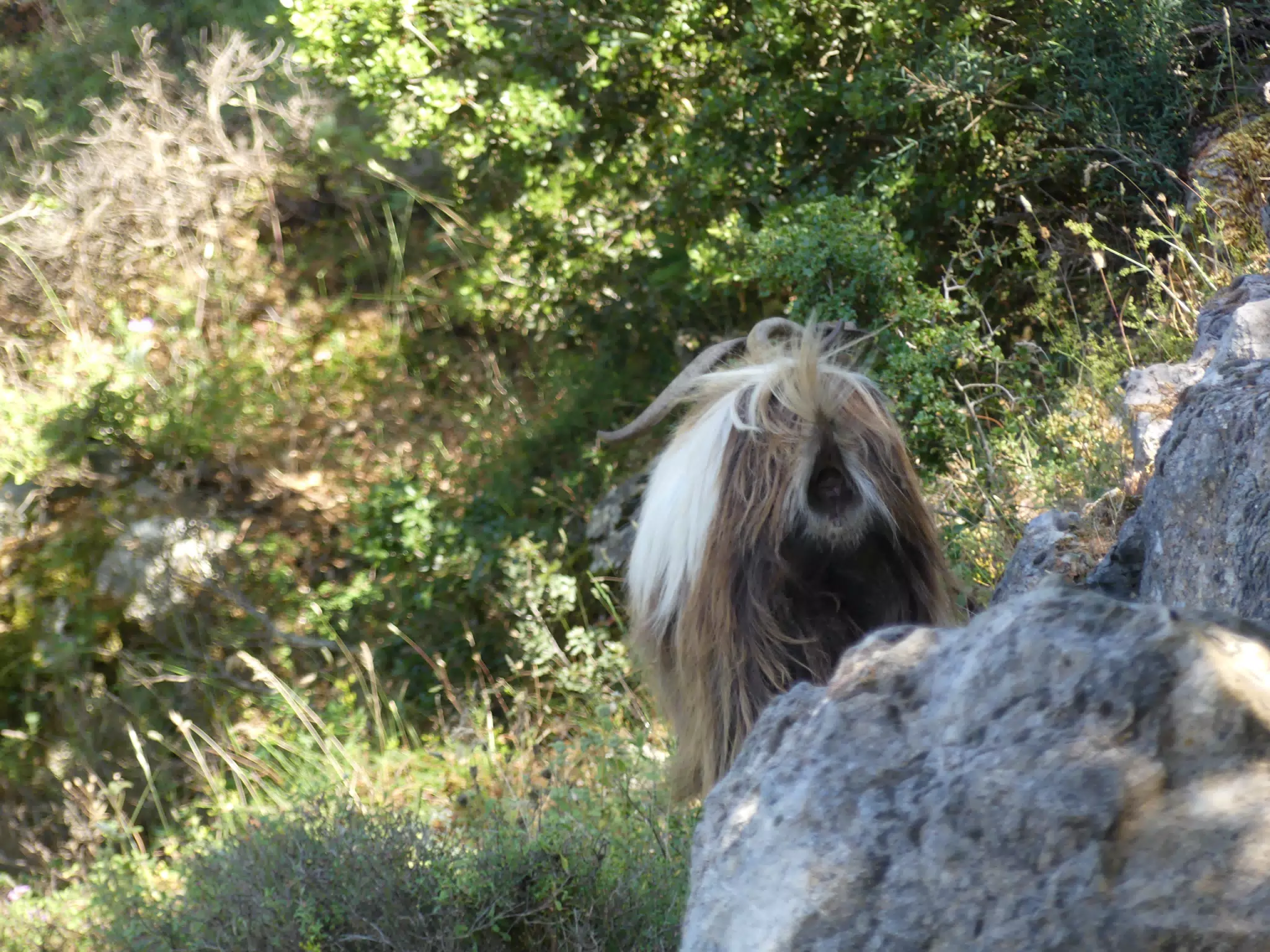 Goat Butt by Psychro Cave
