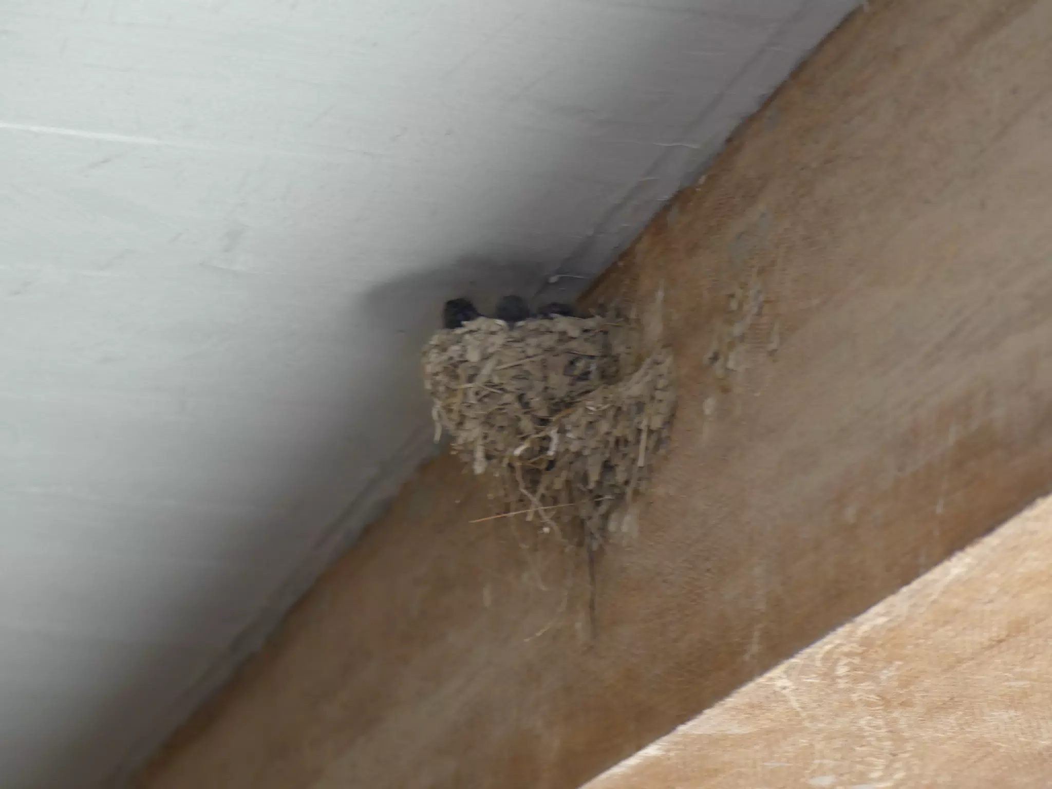 Bird Nest in Knossos