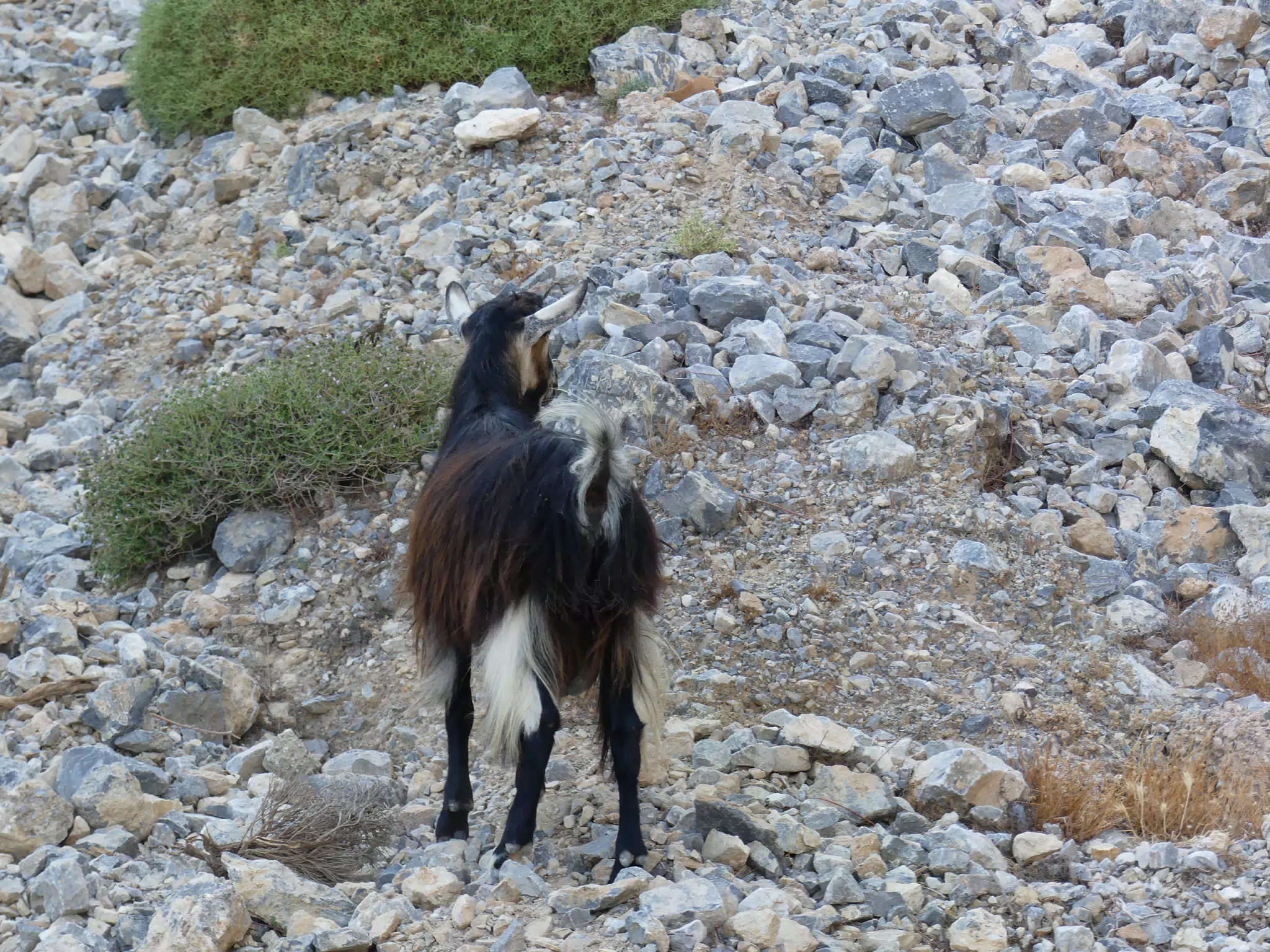 Goat on the Beach