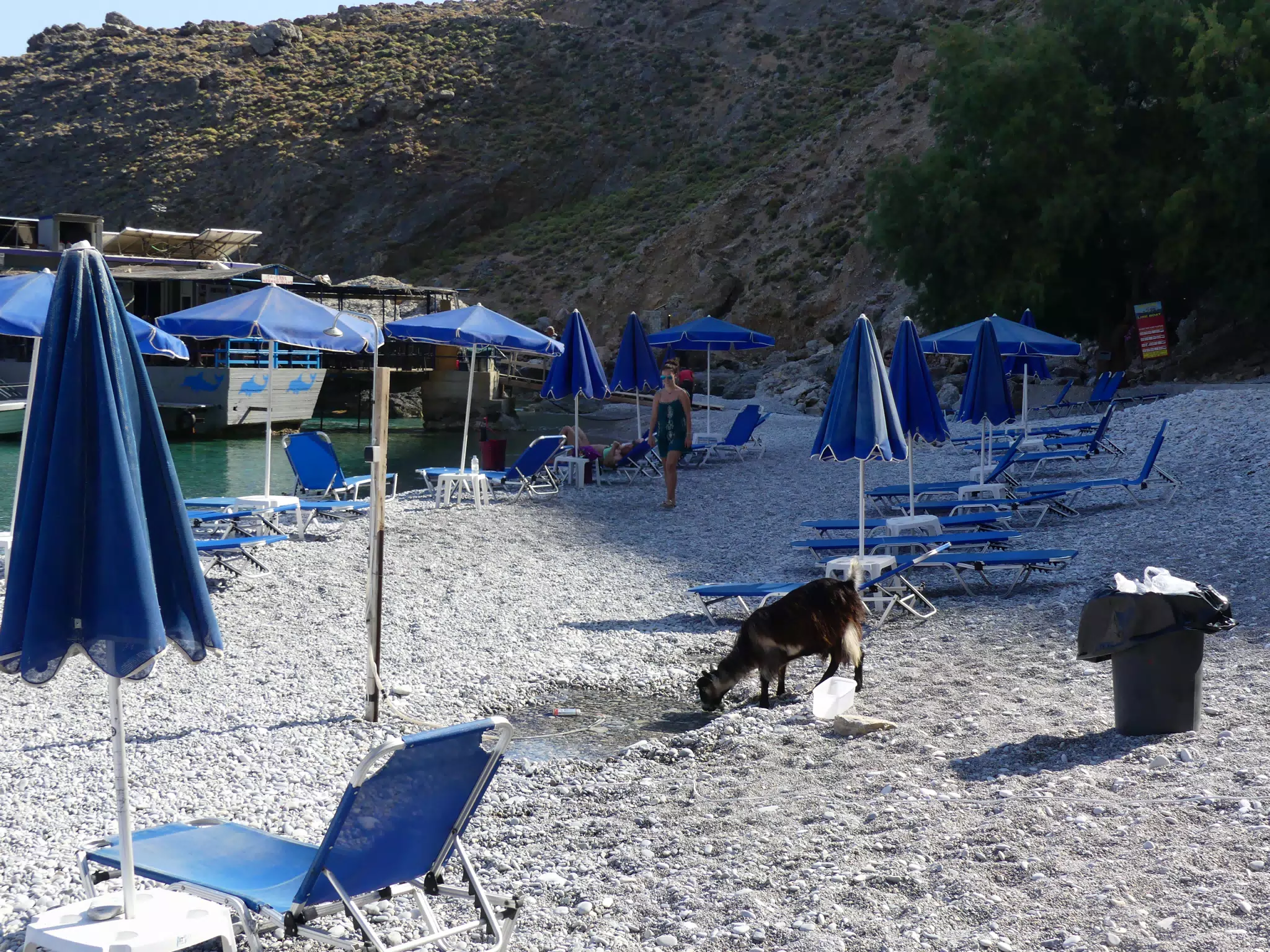 Goat on Glyka Nera Beach