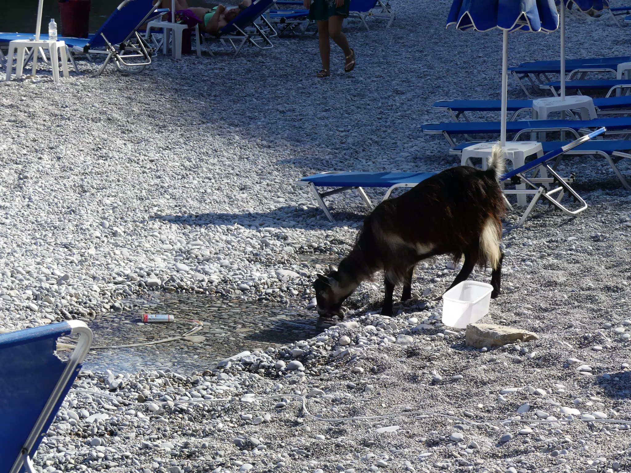 Goat Drinking Water on Glyka Nera Beach