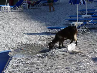 Goat Drinking Water on Glyka Nera Beach