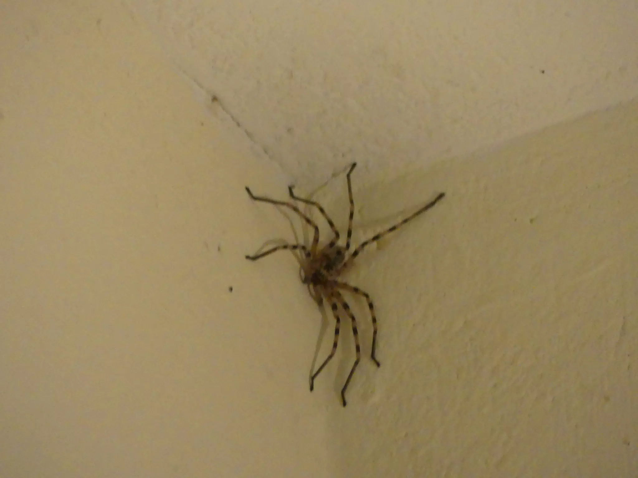 Green Huntsman Spider