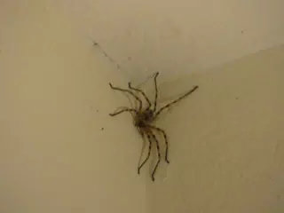 Green Huntsman Spider
