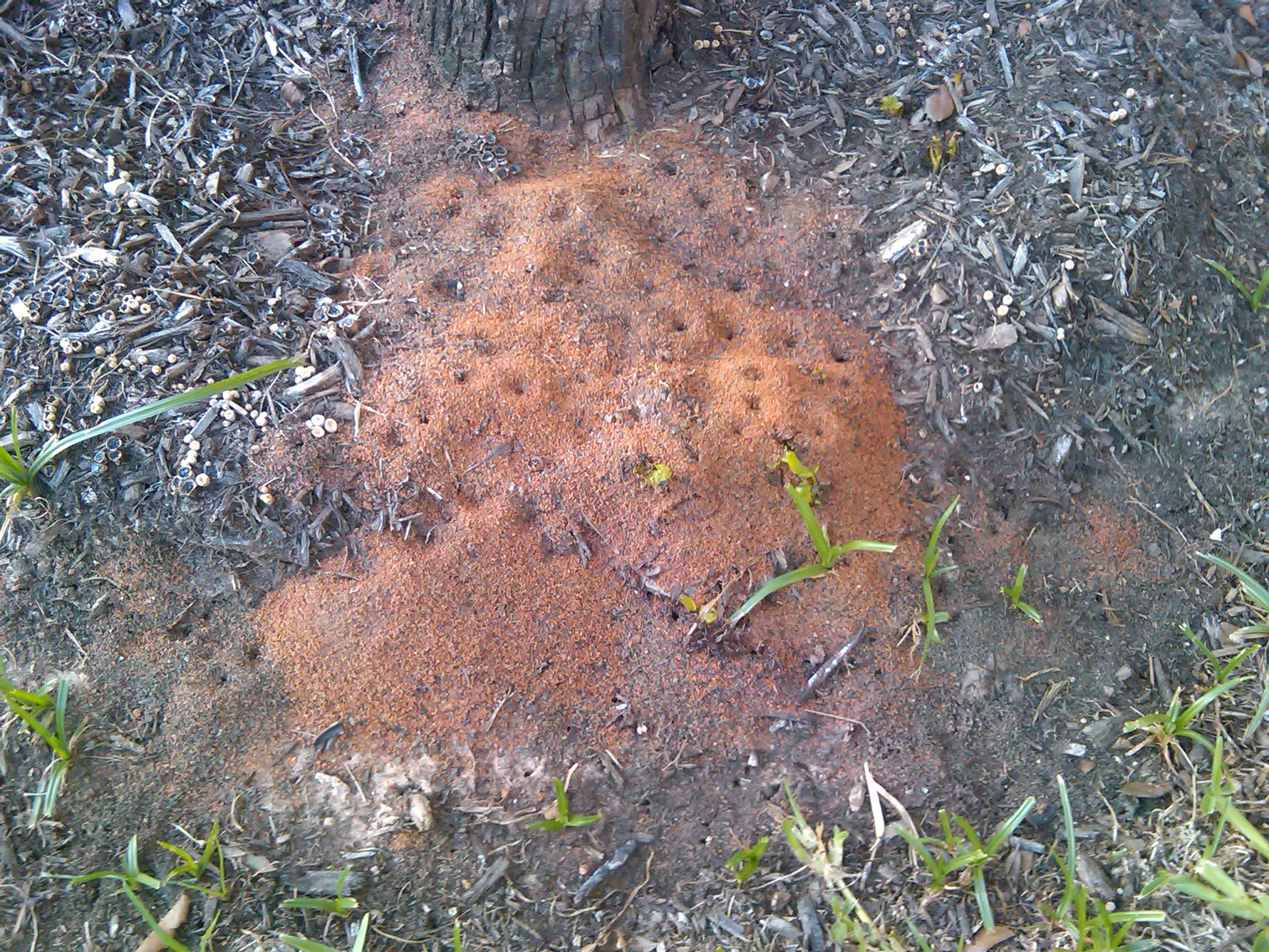 Fireants