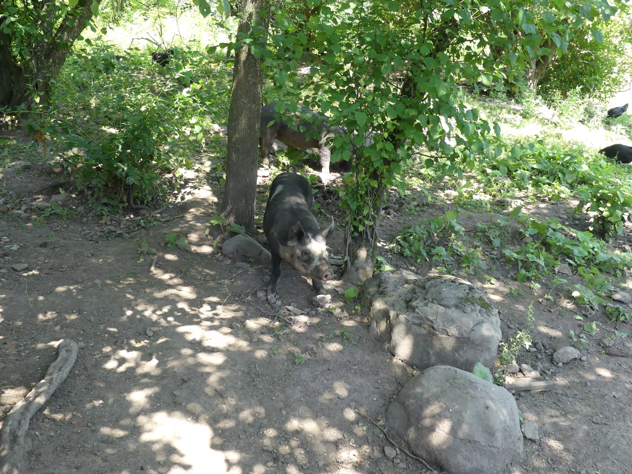 Pig at the Genesee Country Museum