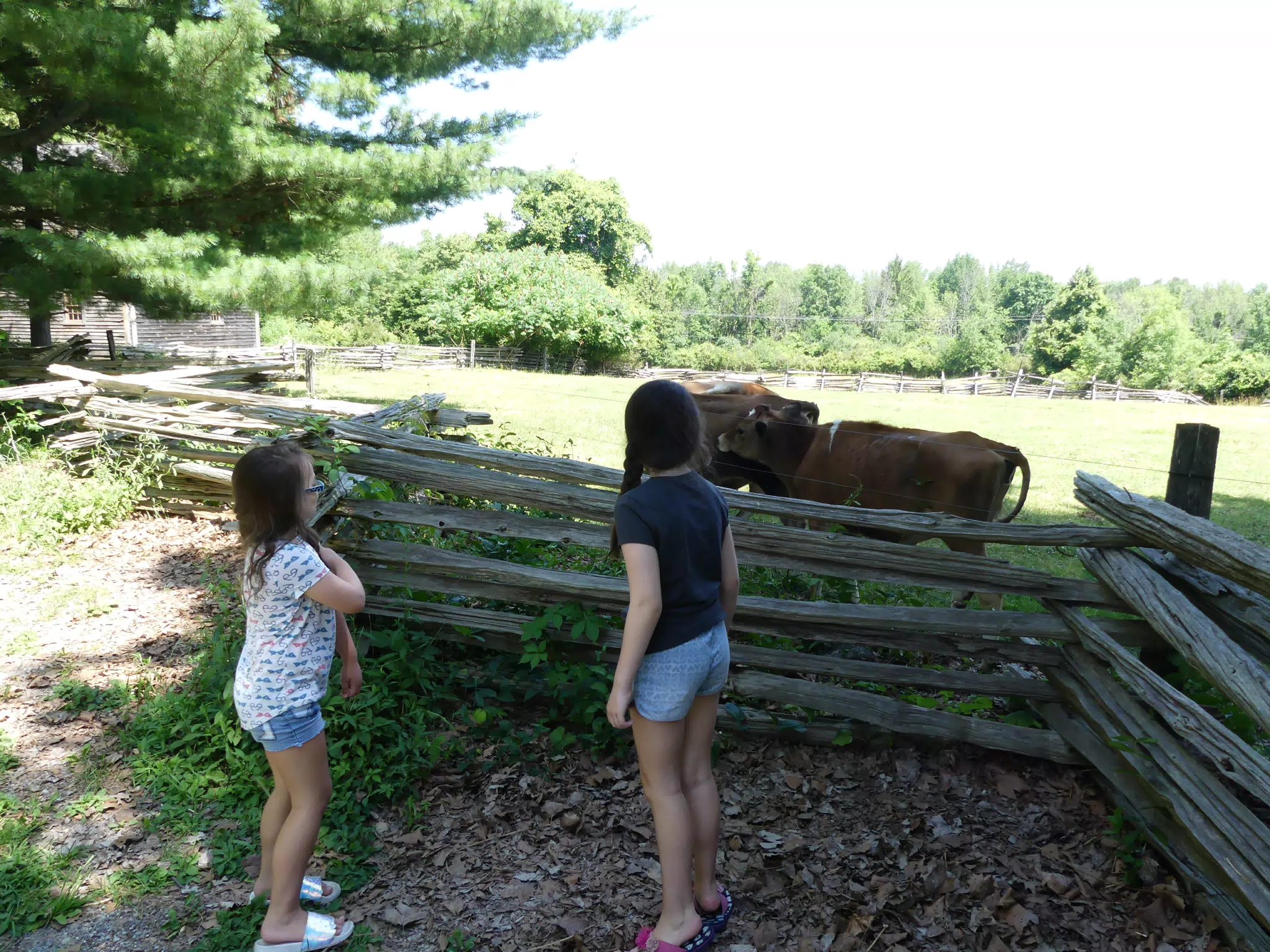 The Girls with Cattle at the Genesee Country Museum
