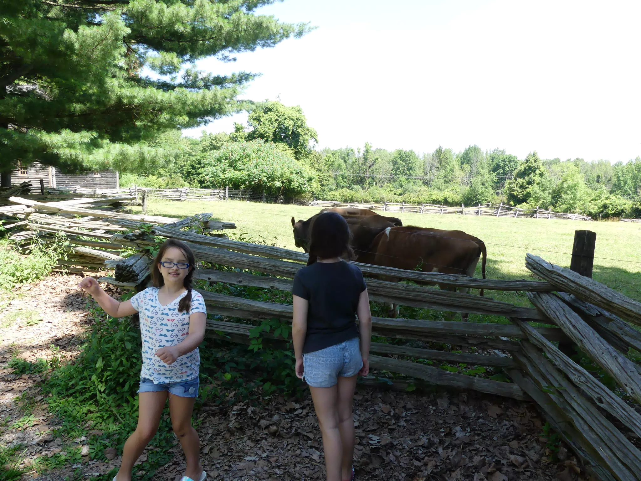 Luciana and Liesl with the Cattle at the Genesee Country Museum