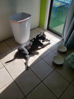 Mia in Kitchen Sun Spot