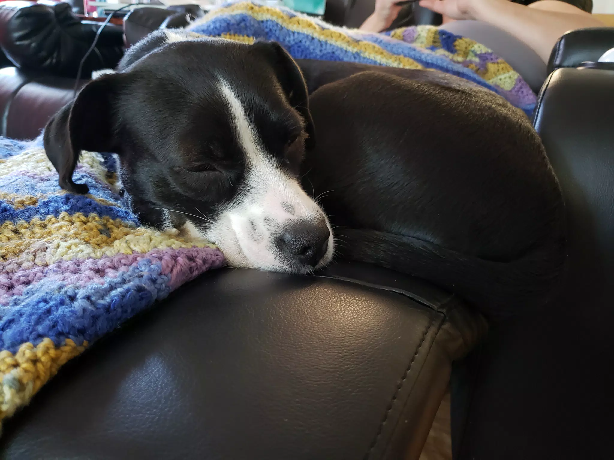 Mia Asleep on the Couch