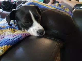 Mia Asleep on the Couch