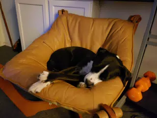 Mia in My Chair
