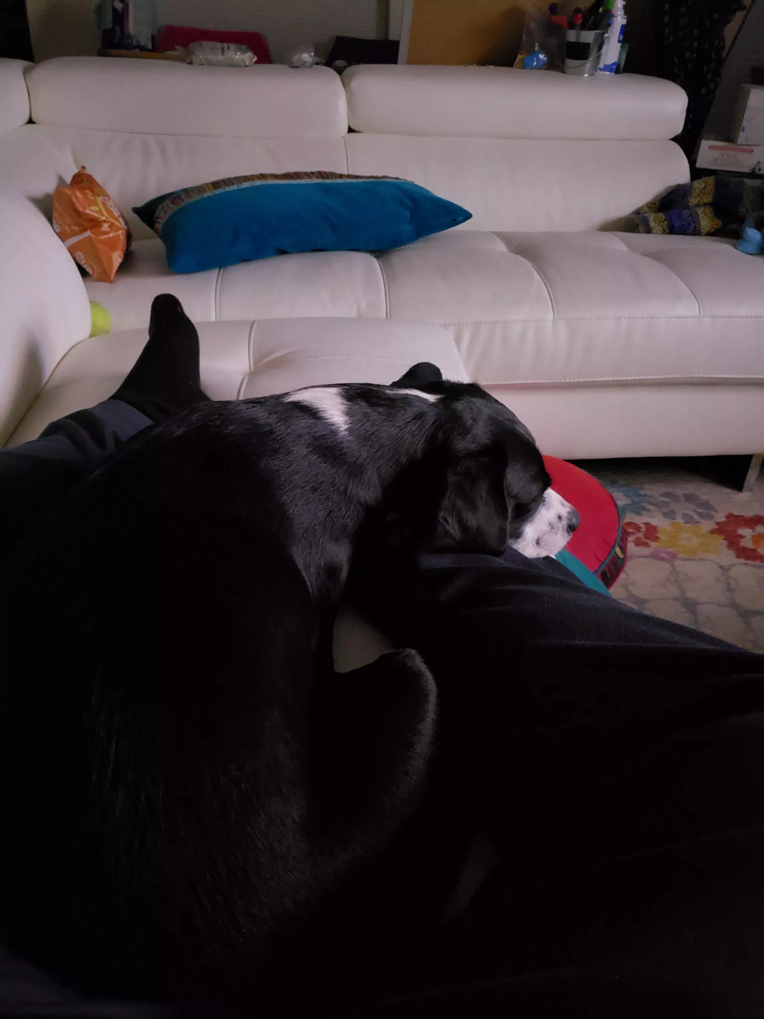 Mia the Lap Dog