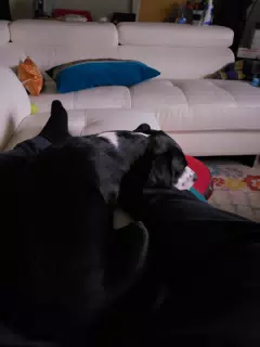 Mia the Lap Dog