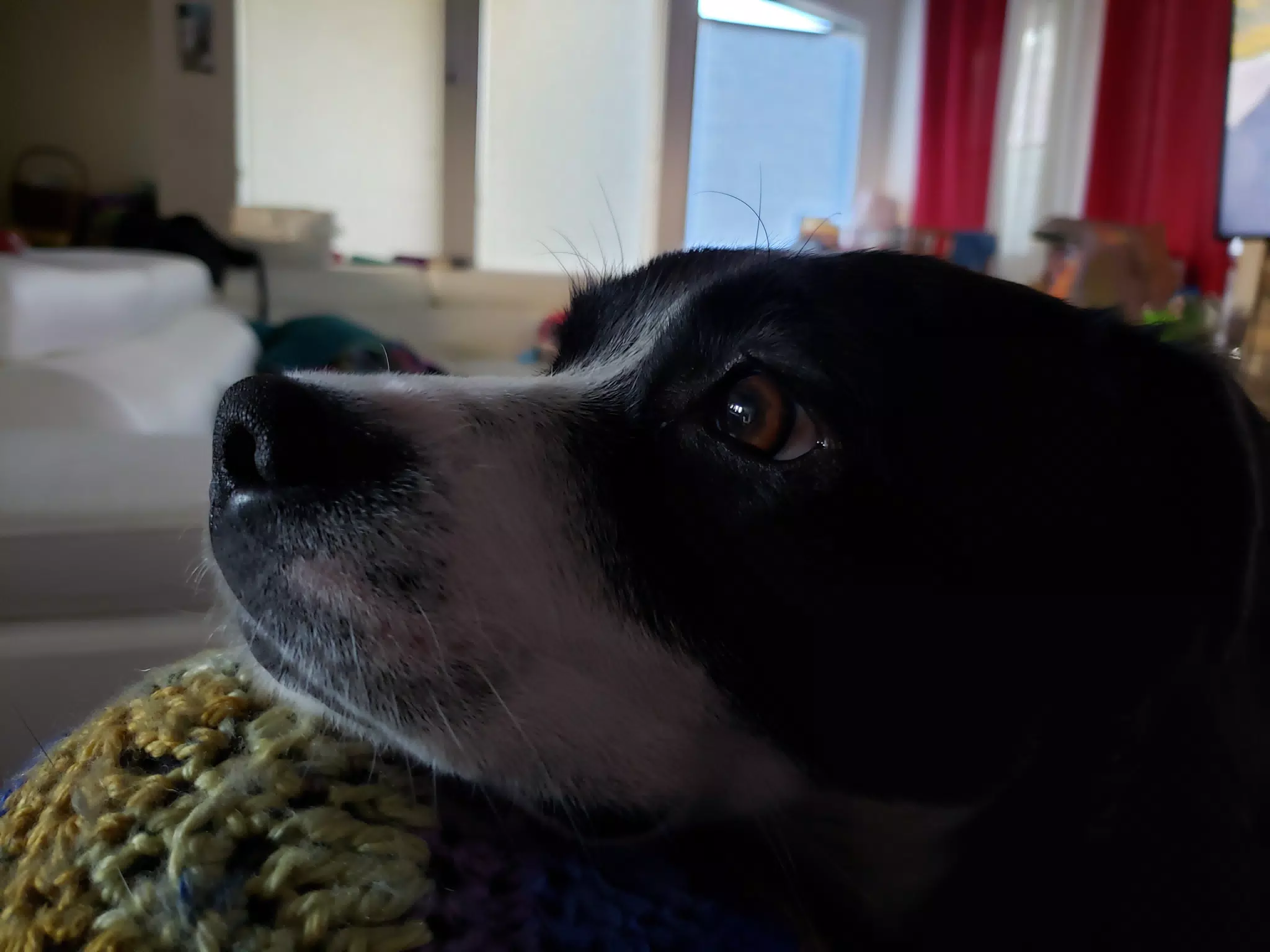Mia