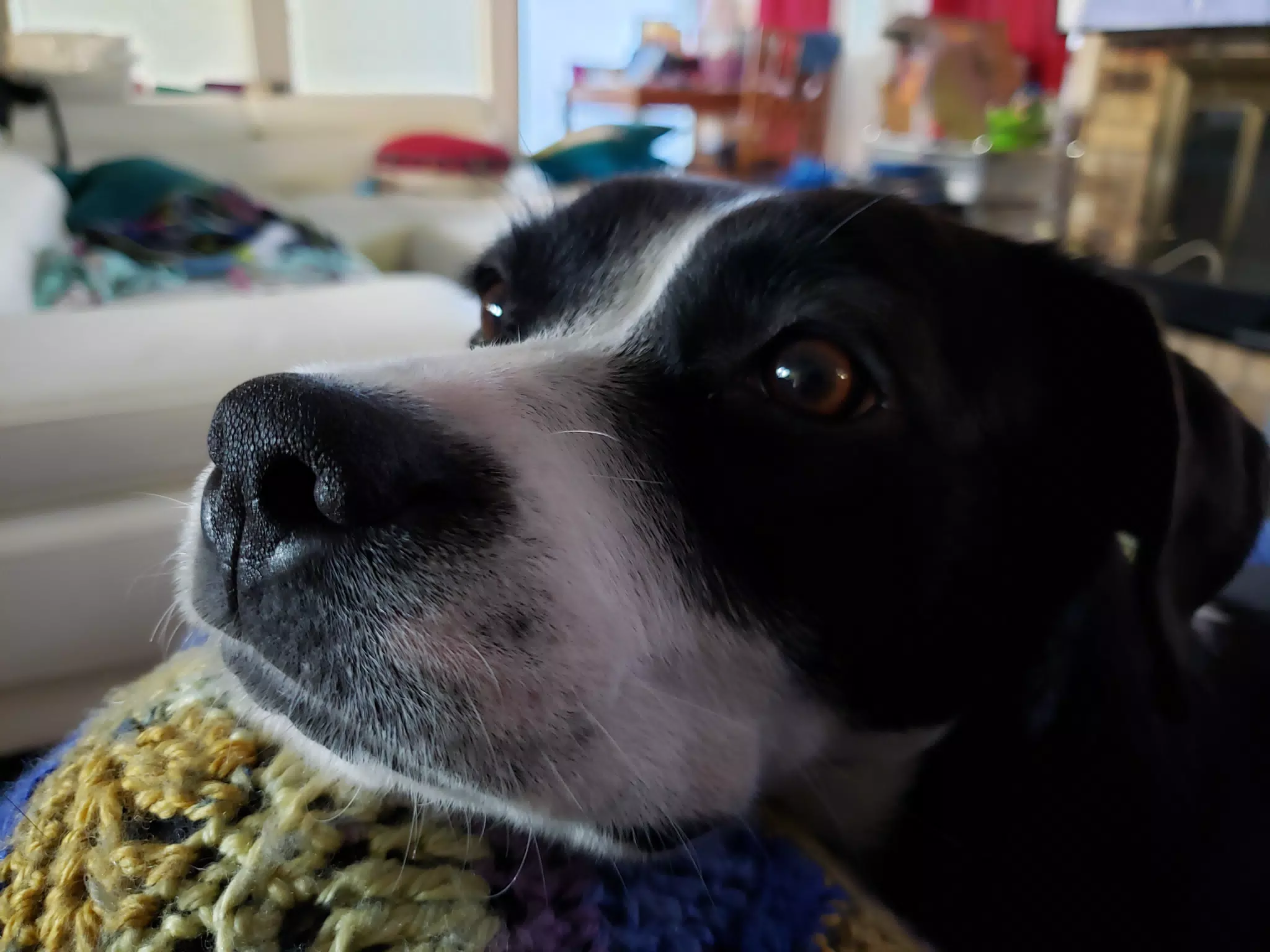 Mia