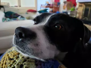 Mia