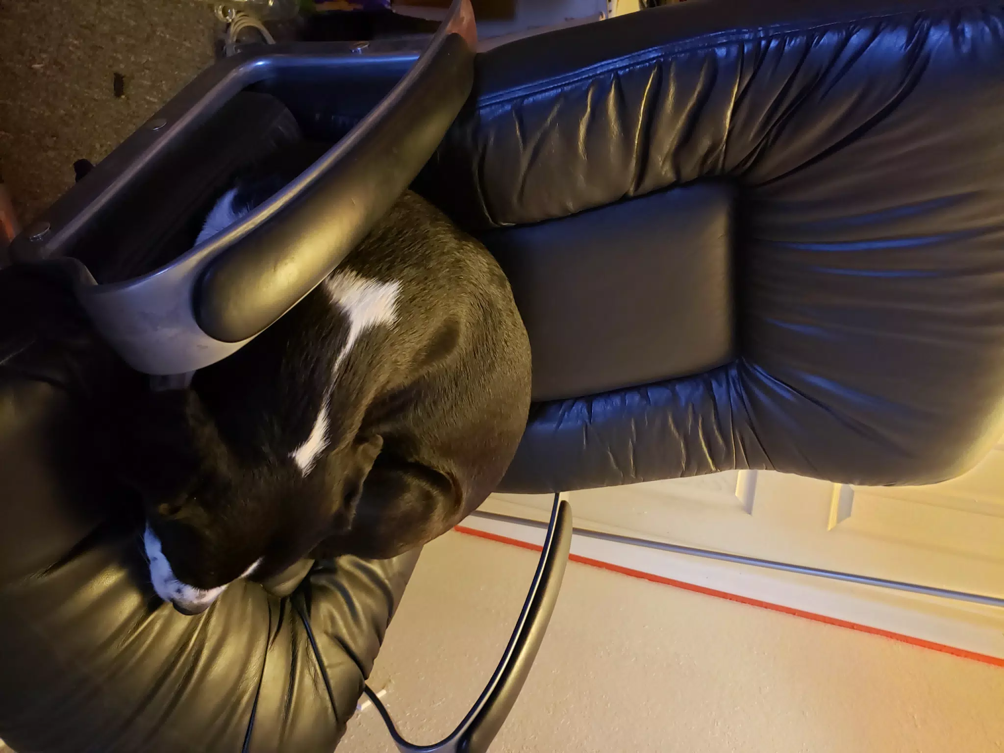 Mia Asleep in the Office