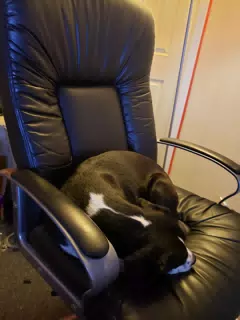 Mia Asleep in the Office