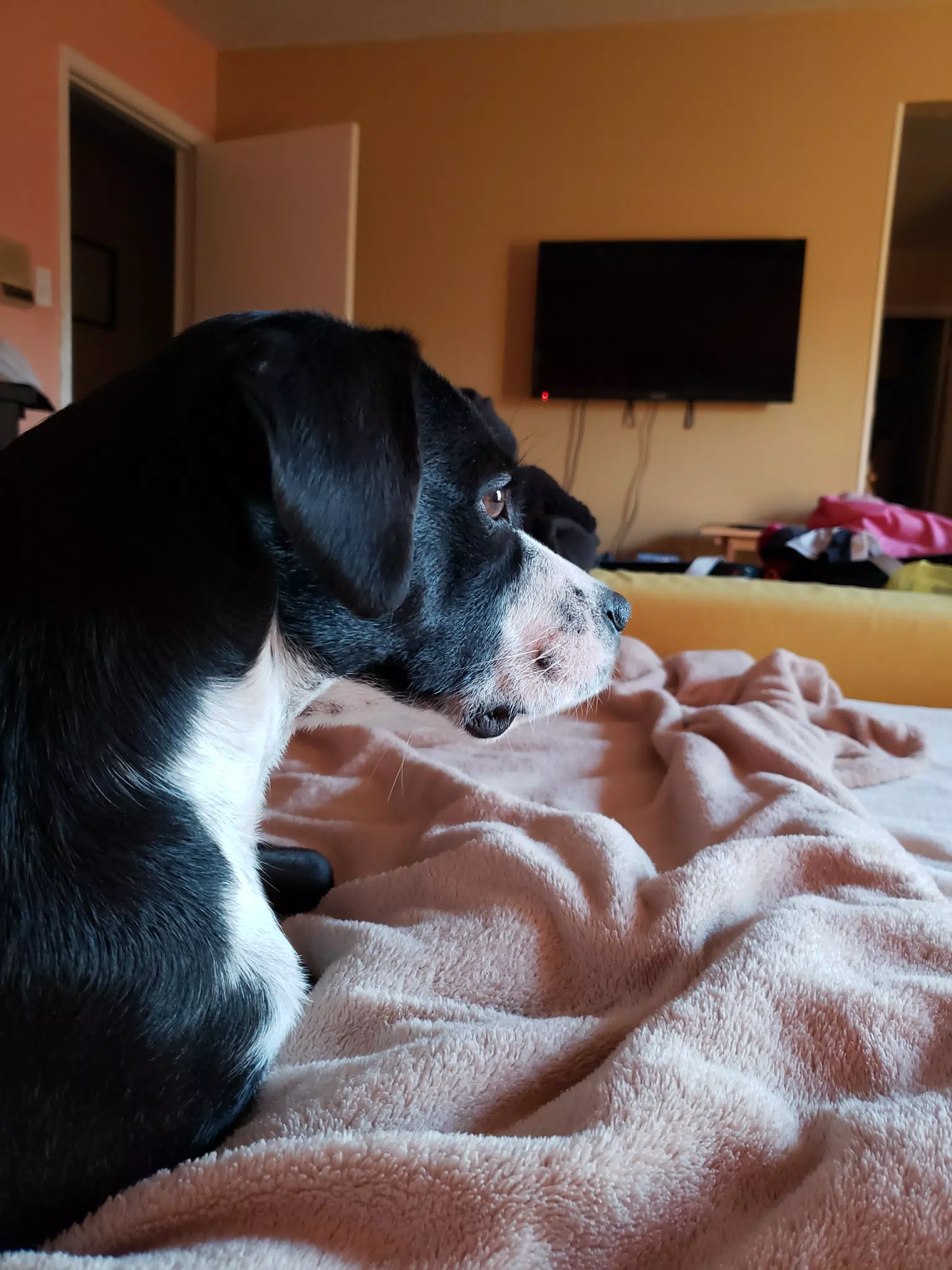 Mia the Dog