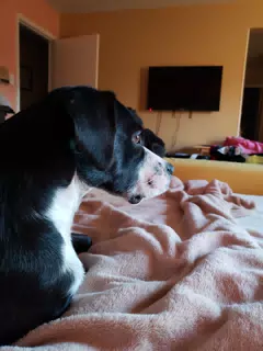 Mia the Dog