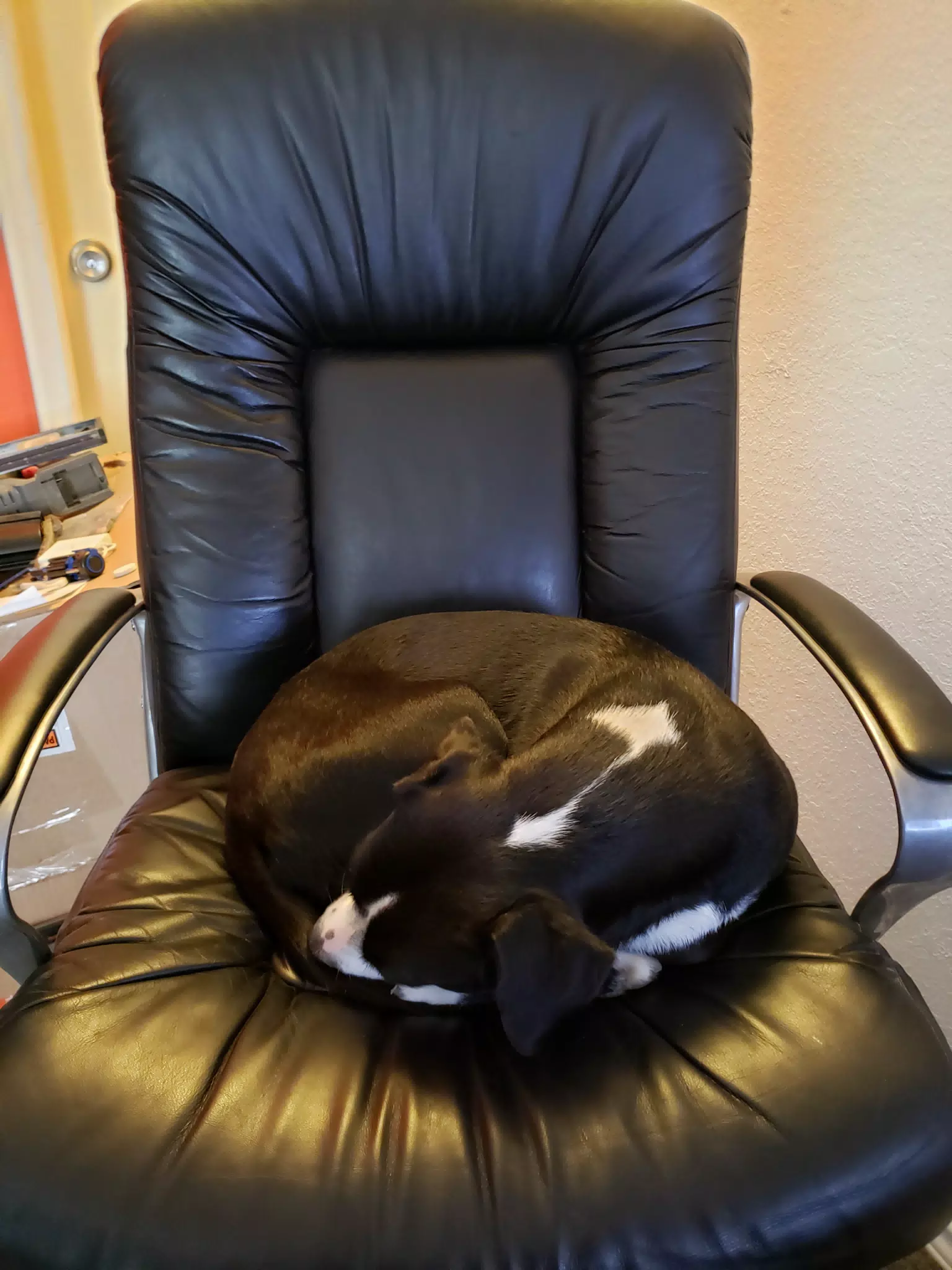 Mia in the Office