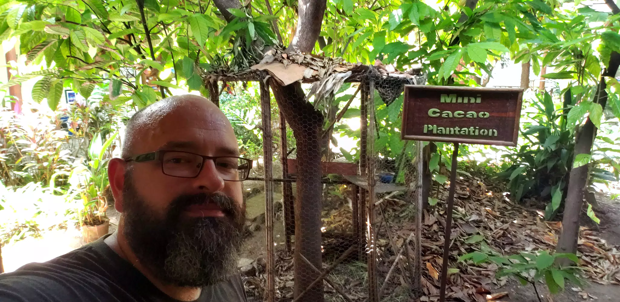 Cacao Plantation at the Choco Museo