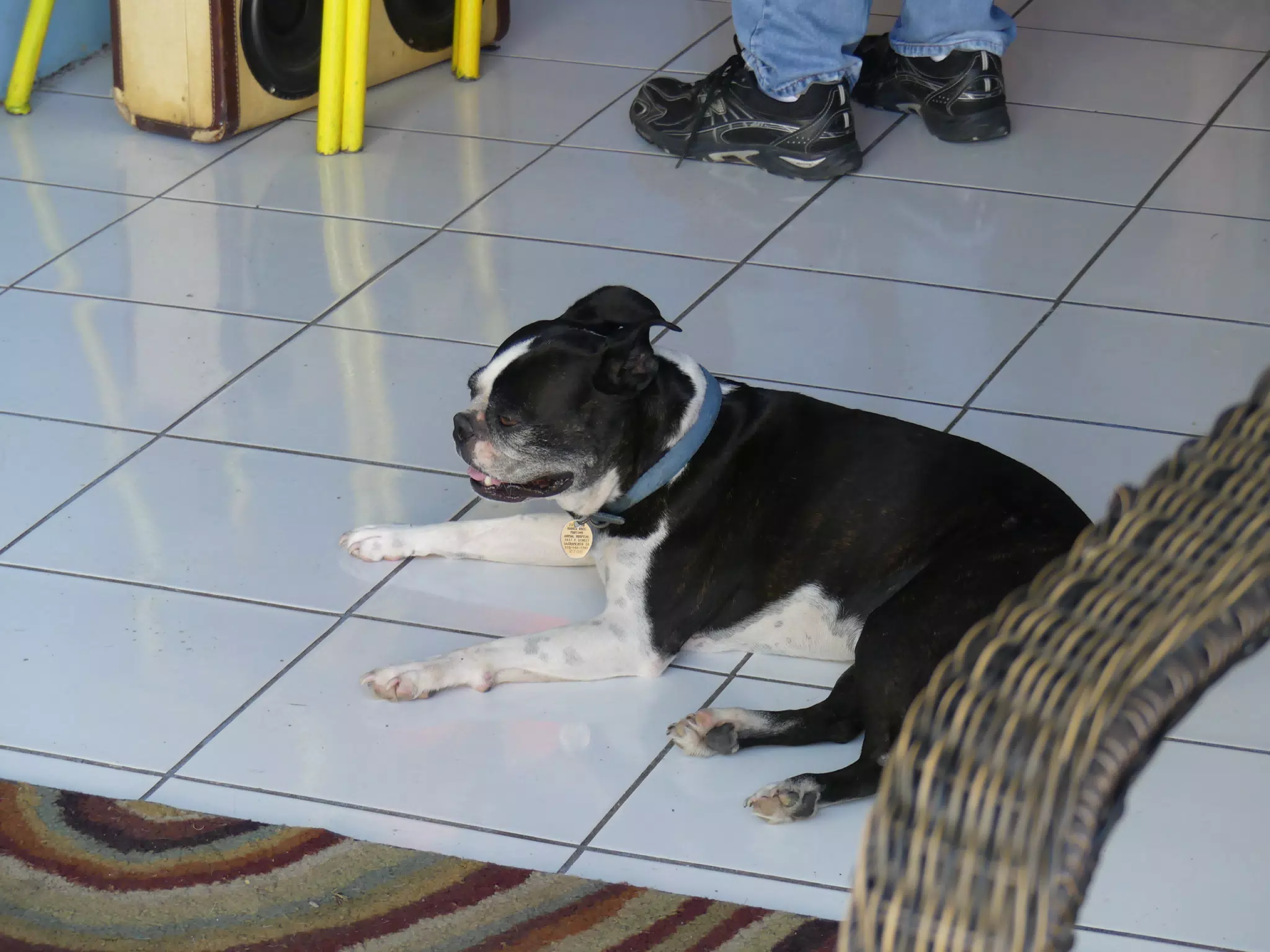 Boston Terrier in San Juan del Sur