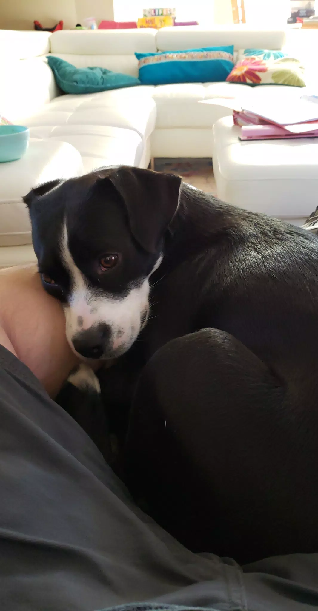 Mia on My Lap