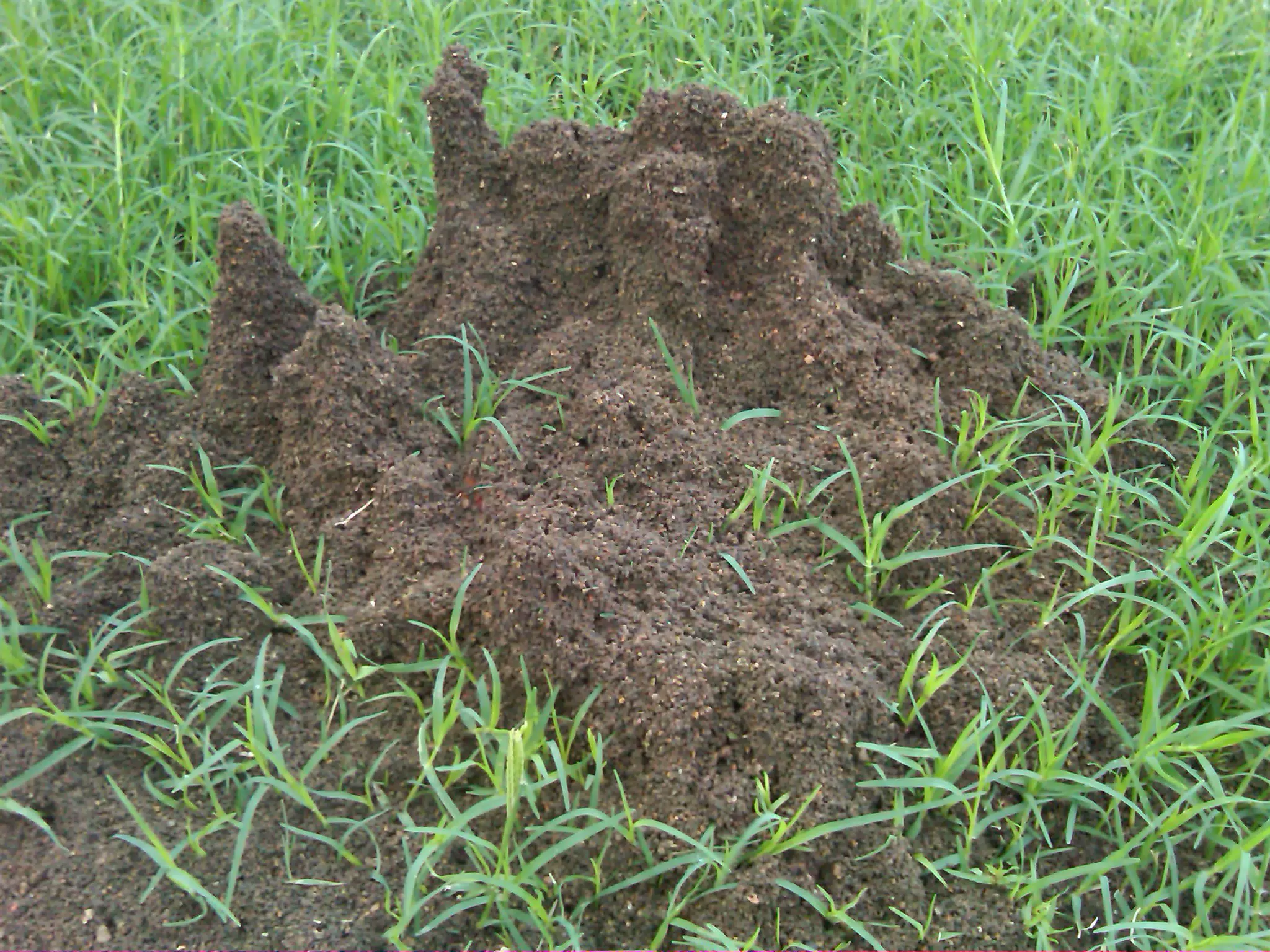 Office Ant Hill