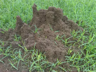 Office Ant Hill