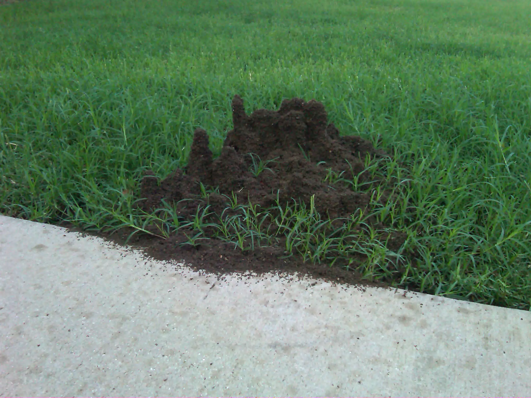 Office Ant Hill 2