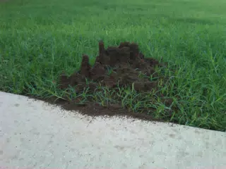 Office Ant Hill 2