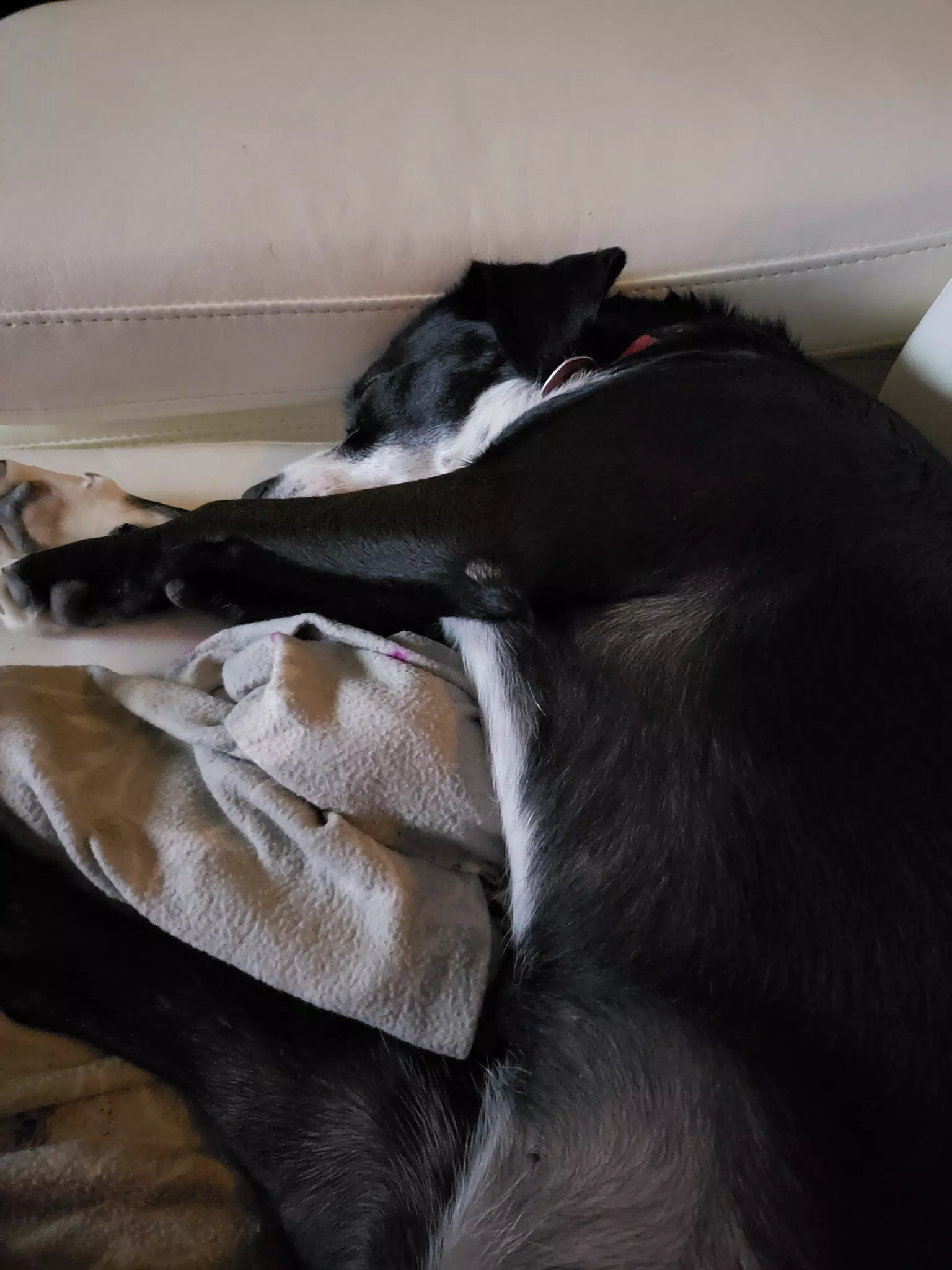 Sleeping Mia