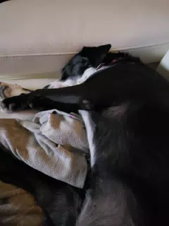 Sleeping Mia
