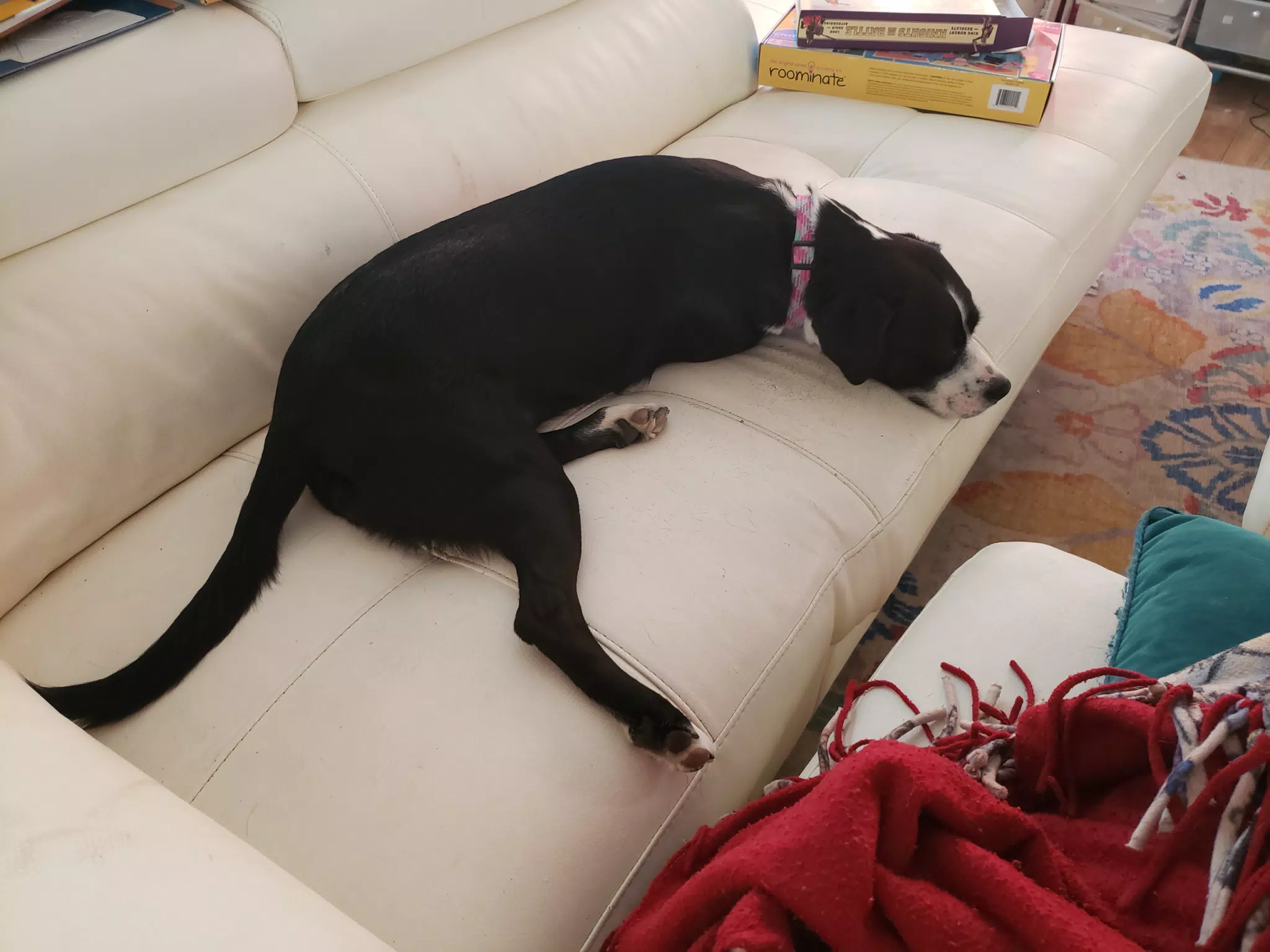 Mia on the Couch